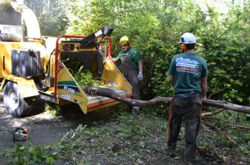 tree services Moores Hill